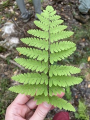 Thelypteris palustris