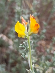 Lotus creticus