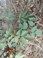 Rosa spinosissima