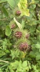 Arctium lappa