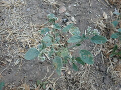 Heliotropium europaeum