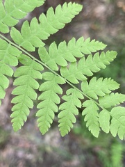 Thelypteris palustris