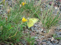 Colias philodice