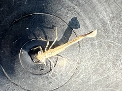 Argia fumipennis