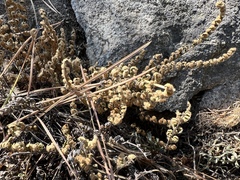 Myriopteris gracillima