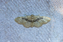 Idaea intermedia