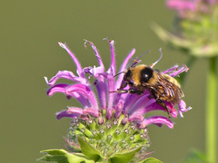 Bombus borealis image