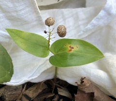 Maianthemum canadense