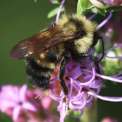 Bombus citrinus
