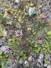 Symphyotrichum yukonense
