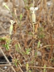 Silene nicaeensis