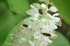 Rhagonycha mollis