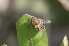 Palpada mexicana