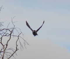 Nucifraga caryocatactes