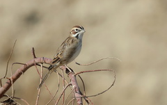 Chondestes grammacus