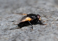 Mesembrina meridiana