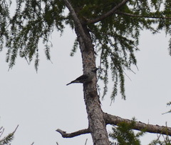 Nucifraga caryocatactes