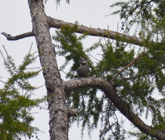 Nucifraga caryocatactes