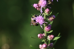 Bombus citrinus