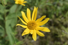 Heliopsis helianthoides