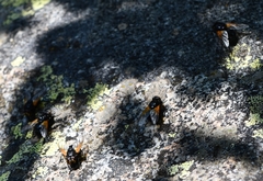Mesembrina meridiana