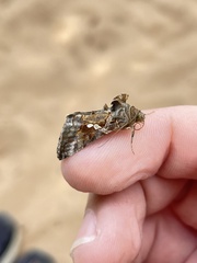Chrysodeixis
