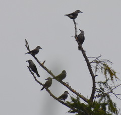 Nucifraga caryocatactes