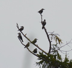 Nucifraga caryocatactes