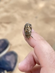 Chrysodeixis