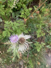 Cirsium obvallatum