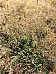 Plantago lanceolata