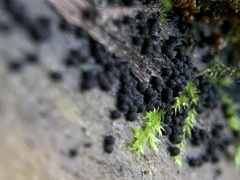 Hydropisphaera peziza