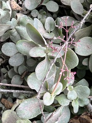 Crassula multicava