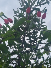 Passiflora ampullacea