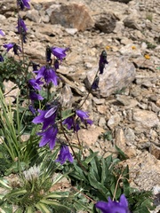 Campanula collina