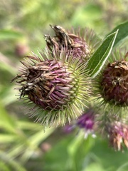 Arctium minus
