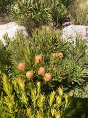 Leucadendron xanthoconus