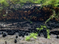 Hydropisphaera peziza