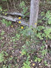 Coreopsis lanceolata
