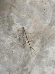 Megaphasma denticrus