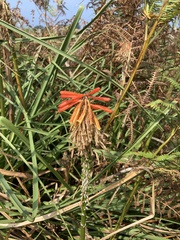 Kniphofia uvaria