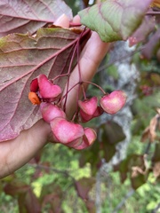 Euonymus latifolius