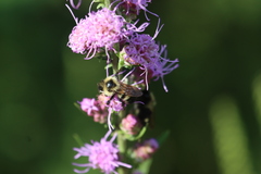 Bombus citrinus