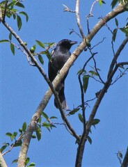 Tachyphonus coronatus