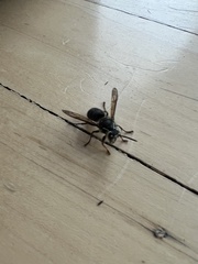 Dolichovespula arctica