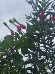 Passiflora ampullacea