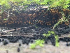 Hydropisphaera peziza