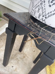 Megaphasma denticrus