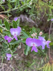 Podalyria calyptrata