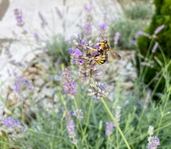 Anthidium florentinum
